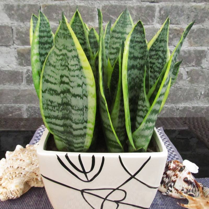 【家居風水】大師（shī）說家裏養這（zhè）些植物可以生財擋災