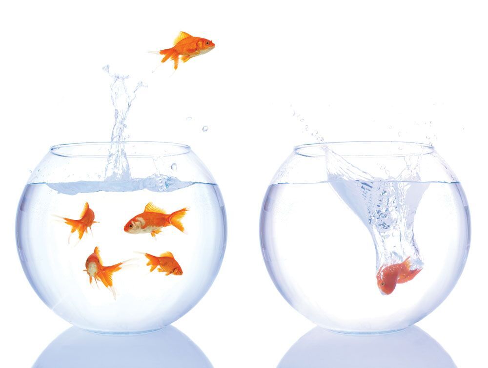 【指南】關於補運工（gōng）具（jù）魚缸（gāng）的10條（tiáo）擺放禁（jìn）忌，想要增加財運的人必知！