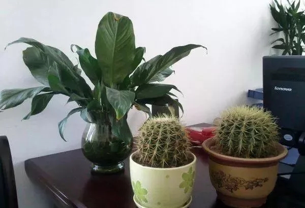 辦公（gōng）室植物擺放風水禁忌（二）