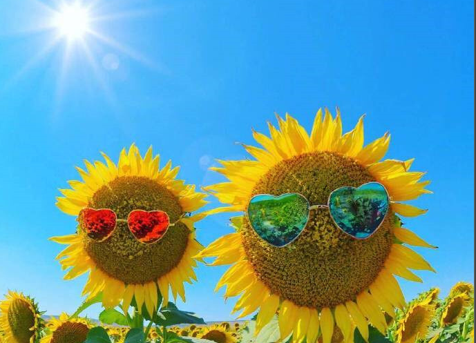 不容忽略的室內（nèi）綠化（huà）家居風水！