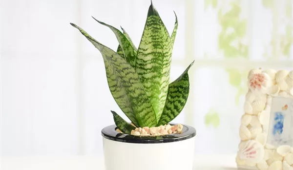 亚洲午夜天堂家居|去甲醛的好幫手“虎皮蘭”