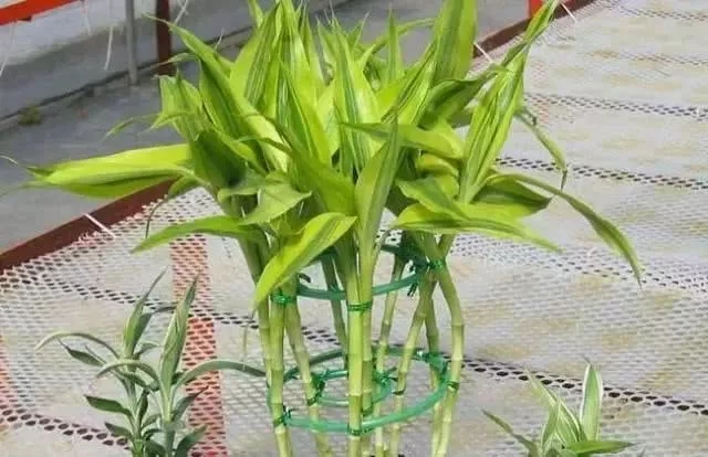 室內淨（jìng）化能手“富貴竹”，不僅寓意棒......