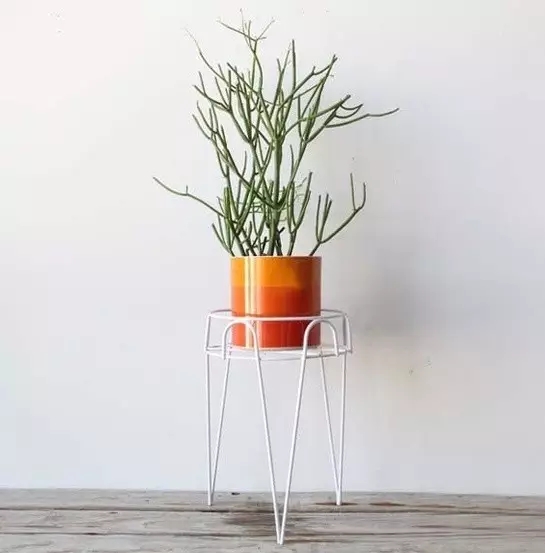 利用（yòng）這（zhè）兩種植物輕鬆打造家庭簡歐（ōu）風