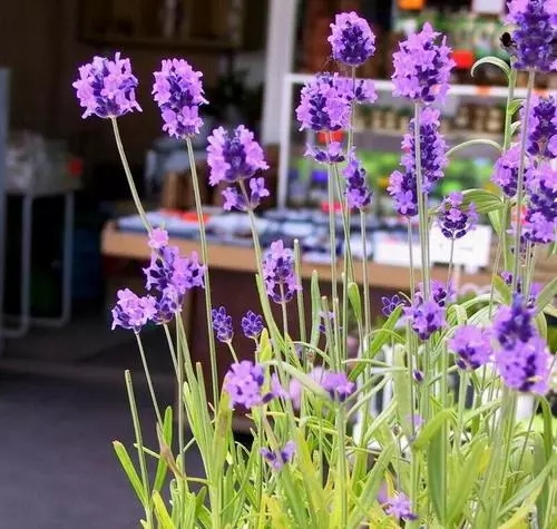 吐氧（yǎng）增濕，三種最適合秋冬擺放臥室內（nèi）的盆栽