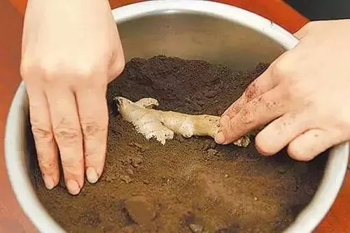 冬季儲存生（shēng）薑有妙招（zhāo）！這樣做保存半年都沒問題
