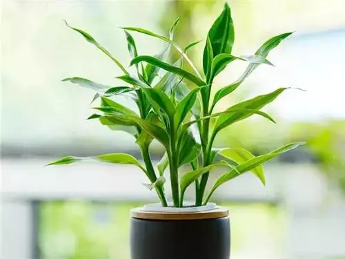 冬天能緩解室內幹燥的五種植物，建議收藏（cáng）