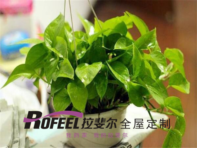 亚洲午夜天堂全屋定製|綠蘿真的能除甲醛嗎？答案是......