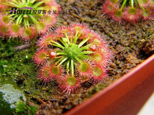 拉斐（fěi）爾全屋定製|夏（xià）天到（dào）了，拉（lā）斐爾全（quán）屋定製教你如何驅（qū）蚊！